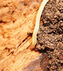 Fletchamia mediolineata