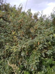 Caragana arborescens