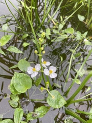 Sagittaria trifolia