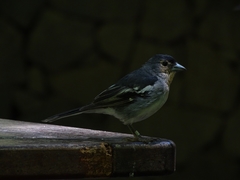 Fringilla coelebs palmae
