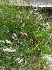 Trifolium arvense