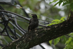 Acridotheres cristatellus