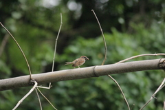 Passer montanus