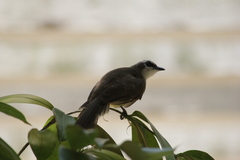 Pycnonotus goiavier