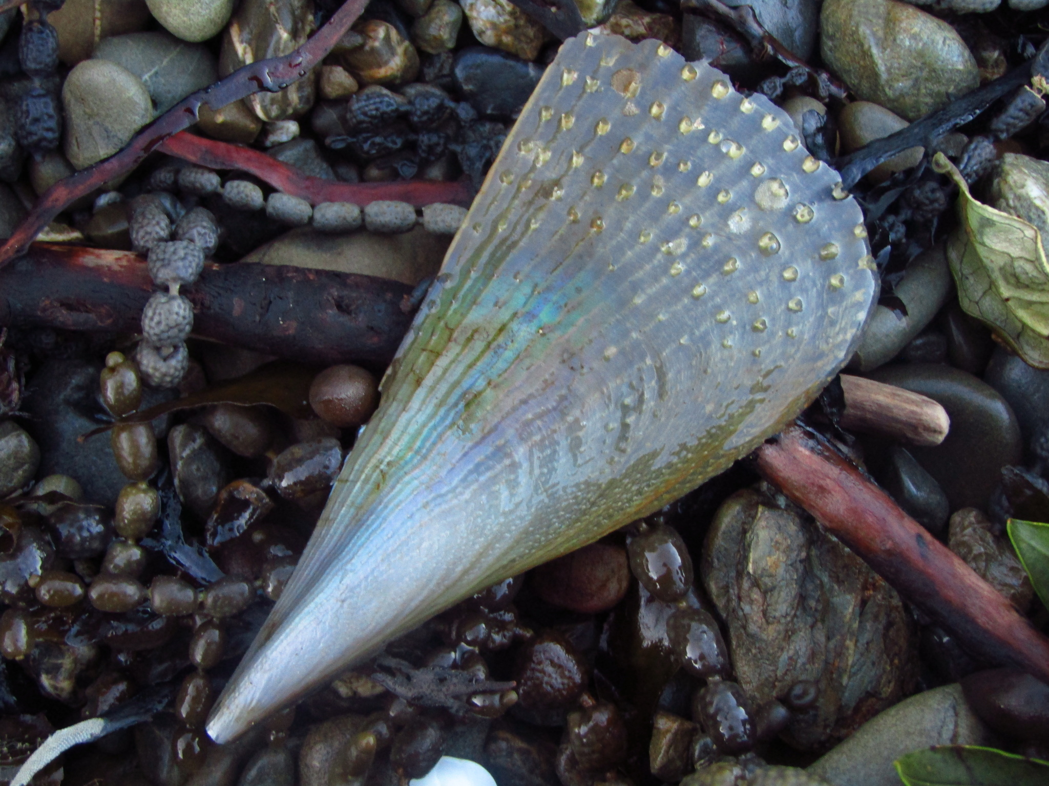 Pen Shells (Family Pinnidae) · iNaturalist United Kingdom