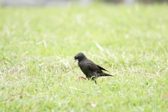Acridotheres cristatellus