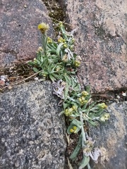 Gnaphalium uliginosum
