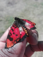 Acraea acara acara