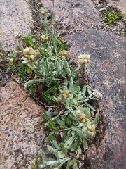 Gnaphalium uliginosum