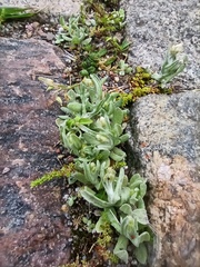 Gnaphalium uliginosum