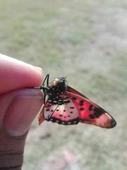 Acraea acara acara