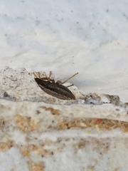 Sciocoris deltocephalus