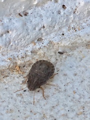 Sciocoris deltocephalus