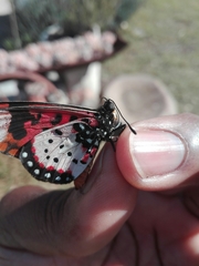 Acraea acara acara