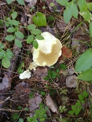 Suillus placidus