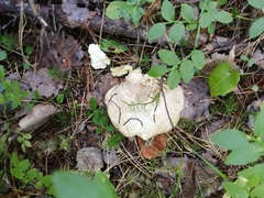 Suillus placidus
