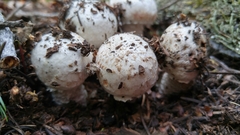 Agaricus benesii