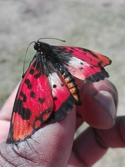 Acraea acara acara
