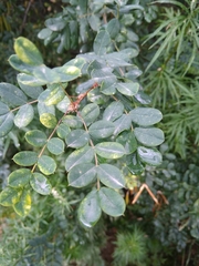 Caragana arborescens