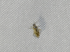 Plagiognathus albatus