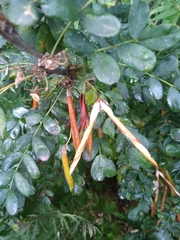 Caragana arborescens