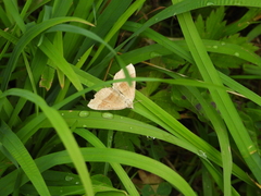 Scotopteryx chenopodiata