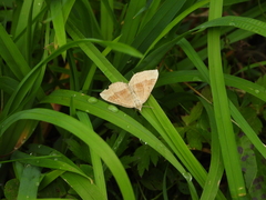 Scotopteryx chenopodiata