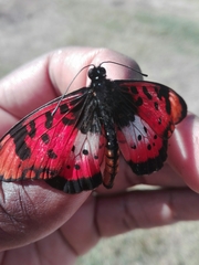 Acraea acara acara
