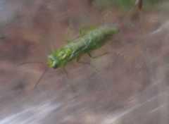 Rhogogaster punctulata