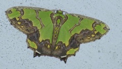 Agathia hemithearia
