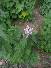 Leonurus quinquelobatus