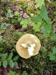 Suillus placidus