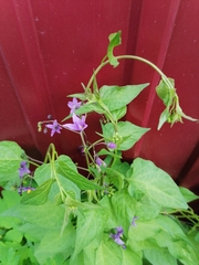 Solanum dulcamara