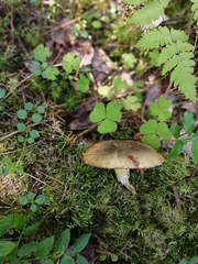 Suillus placidus