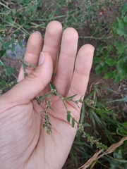 Polygonum aviculare