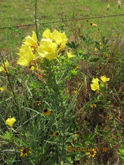 Oenothera rhombipetala