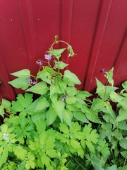 Solanum dulcamara