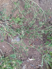 Polygonum aviculare