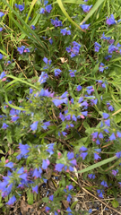 Echium vulgare
