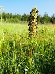 Pedicularis compacta
