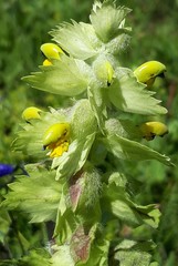 Rhinanthus alectorolophus
