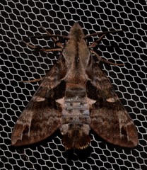 Macroglossum errans