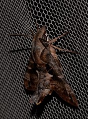 Macroglossum errans