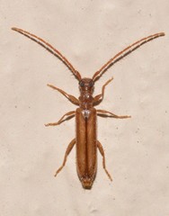 Phalota binocularis
