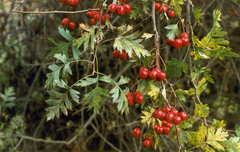 Crataegus stevenii