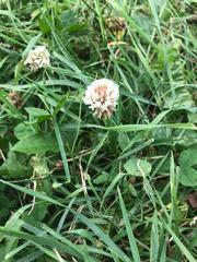 Trifolium repens