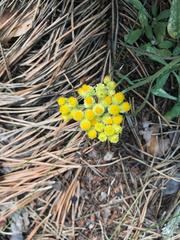 Helichrysum arenarium