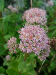 Hylotelephium telephium