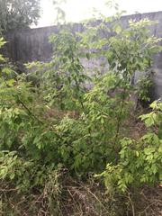 Acer negundo