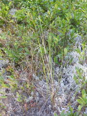 Piptatheropsis canadensis